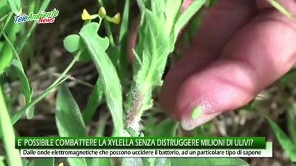 Xylella in Puglia, scienziati contro l'eradicazione: "tagli non servono, si possono salvare con onde a bassa frequenza" - video