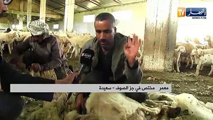 سعيدة: إنطلاق موسم جز صوف الأغنام ببلدية الحساسنة