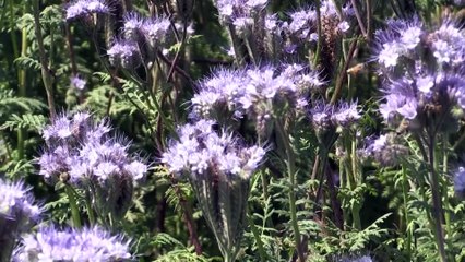 Arı ölümlerine 'arı otu' çare olacak - ADANA