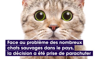 Horreur : en Australie, les autorités veulent tuer 2 millions de chats avec des saucisses empoisonnées