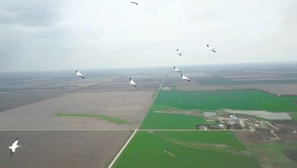 Sure Drone, You Can Join Our Flock!