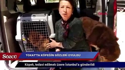 Tokat’ta köpeğin gözleri oyuldu