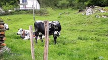 22 vaches vosgiennes se déplacent vers de plus verts pâturages à Saulxures-sur-Moselotte