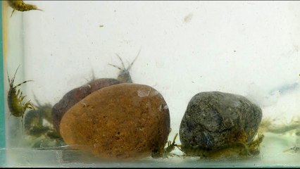 Scientists discover new source of antibiotics in ancient lake