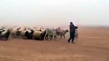 Hayvan sürüsünün kumandanı edasındaki çoban kameralarda...