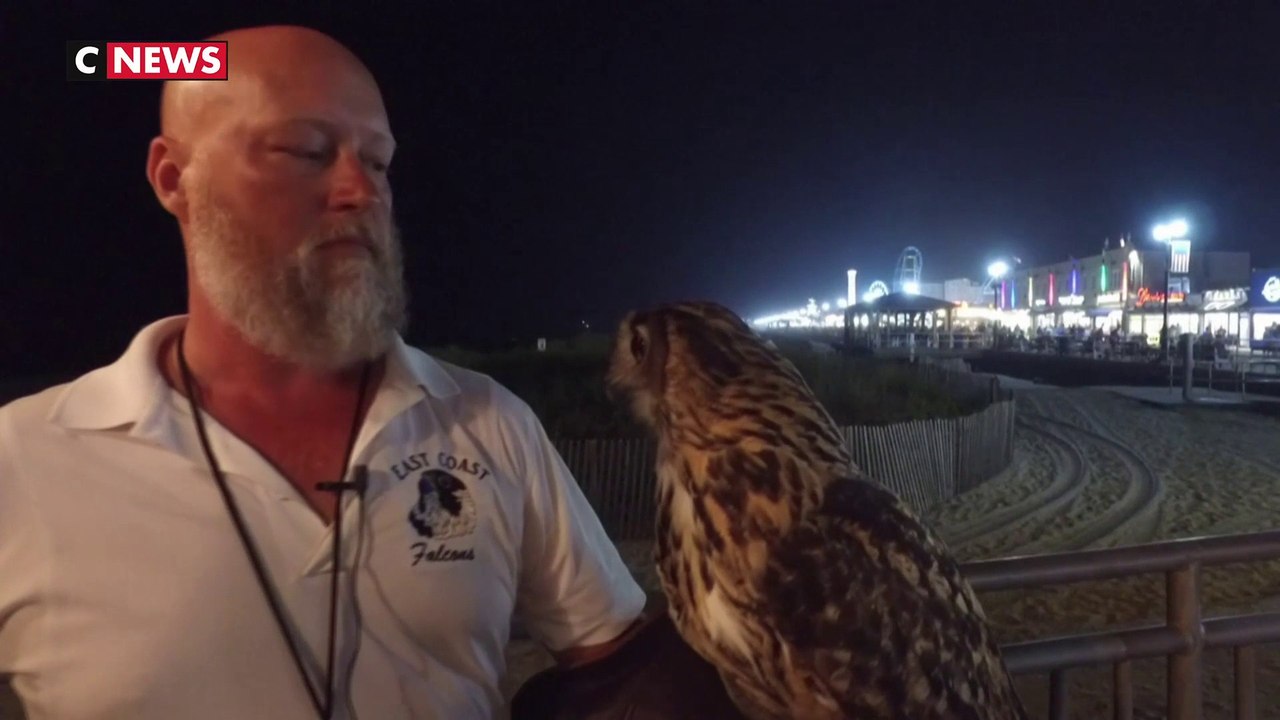 Des rapaces pour faire fuir les mouettes sur les plages