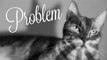 Ariana Grande - Problem (Cat Version)