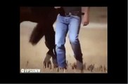 beautiful horse dance beautiful animals video animal viral video