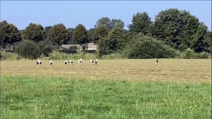 Migration des cigognes dans le Territoire de Belfort