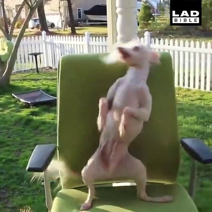 best dancing dog dogs are awesome cute animals