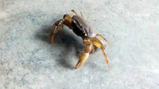 Crab video of India. केकड़ा विडिओ .