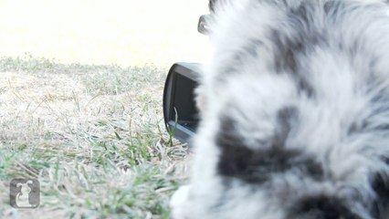 Скачать видео: Australian Shepherd Puppy Can't Operate A Camcorder