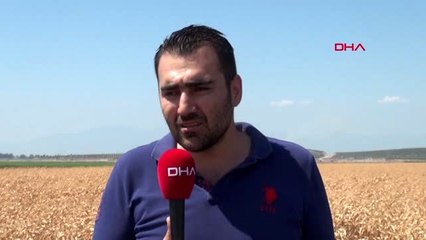 HATAY Reyhanlı'da mısır hasadı başladı