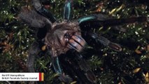 Behold The Newly Discovered Nightmare-Inducing Blue Tarantula