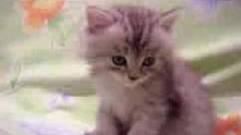 gattous bel3ou