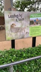 Support Dog Surprises Visitors to Cheetah Enclosure