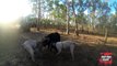 Hunting Big Wild Boar in Australia with Dogs