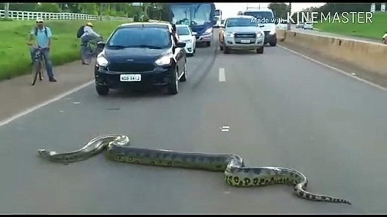 Cobra Flagrada Atravessa Rodovia_2