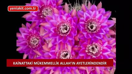 Dikenler arasında açan rengarenk çiçekler! Kainattaki mükemmellik Allah'ın ayetlerindendir