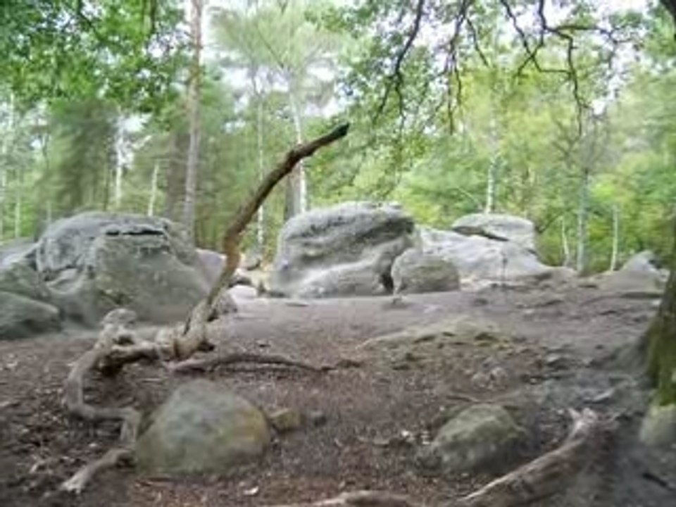 Nettoyage en forêt de fontainebleau