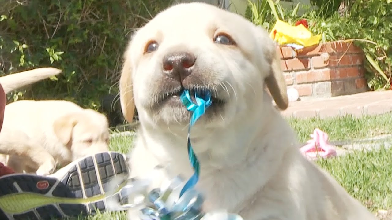 Lab Puppies Living the Dream with Ribbons