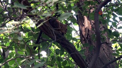 Erzincan’da sincaplar renkli görüntüler oluşturdu