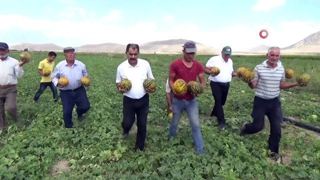 Karaman’da hasadı başlayan kavun üreticinin yüzünü güldürüyor