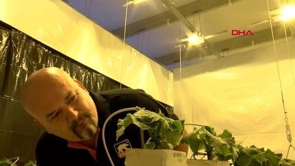 ANTALYA KAPALI SERALARDA LED ARMATÜRLE HIYAR YETİŞTİRECEK