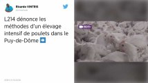 L214. Une nouvelle vidéo choc tournée dans un élevage de poulets du Puy-de-Dôme