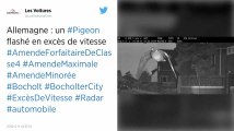 Un pigeon flashé par un radar automatique en Allemagne