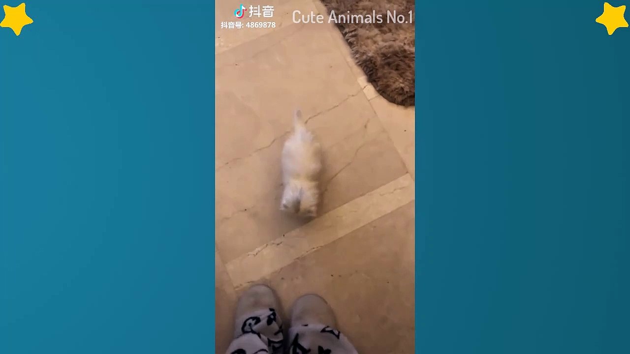 Cute Cats Videos Compilation Cute Moment Of The Cats – Cutest – Funniest Animals! #12