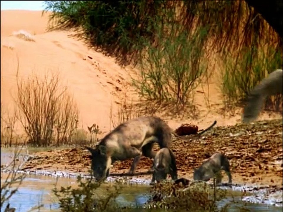 3 - BBC - CAMINHANDO COM AS FERAS - TERRA DE GIGANTES