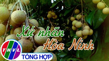 THVL | Nhịp sống đồng bằng: Xứ nhãn Hòa Ninh