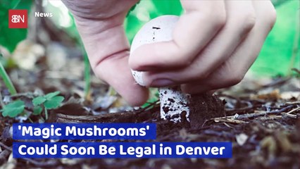 Will Magic Mushrooms Be Legal In Colorado