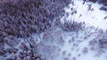 Aerial Shot Of Forest During Winter　久保田雅一郎