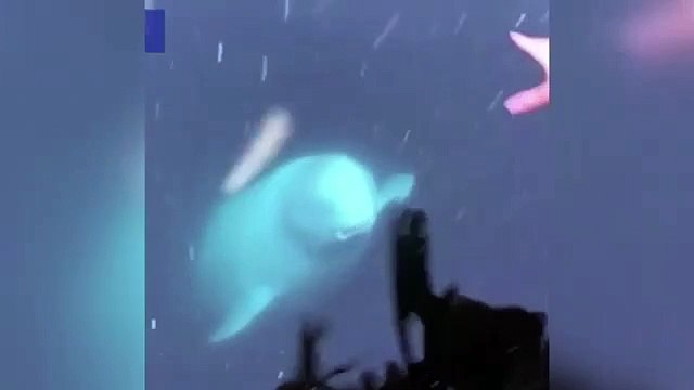 Casus balina ortaya çıktı