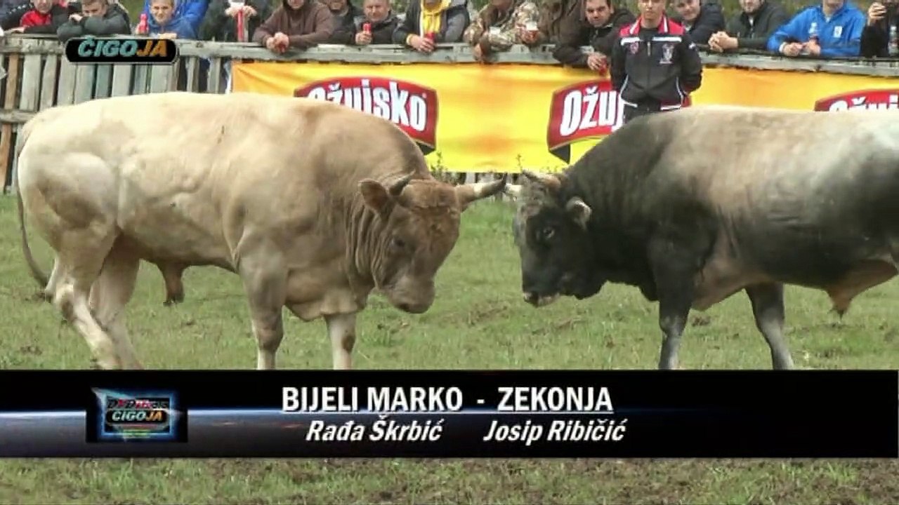 ZEKONJA JOSIPA RIBICICA KUMANA POBIJEDIO U RAKITNU 2019