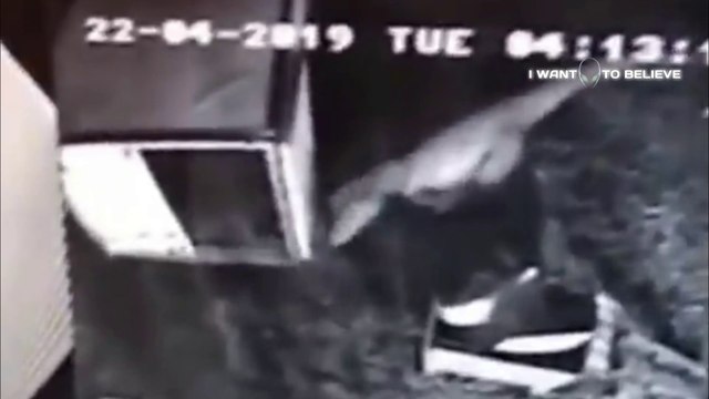 In Georgia, Security Cameras Captured an Ancient Lizard