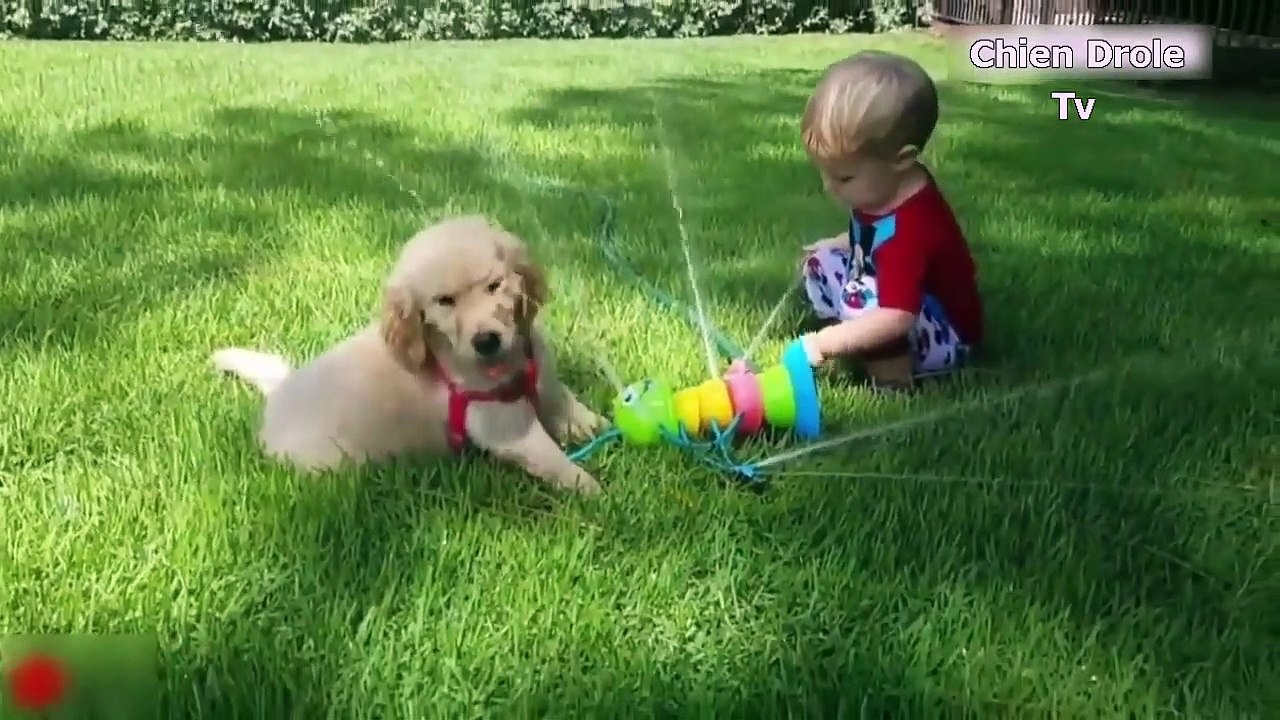 Chien Drole ✪Vidéos drôles ✪ Compilation de vidéos drôles ✪2019