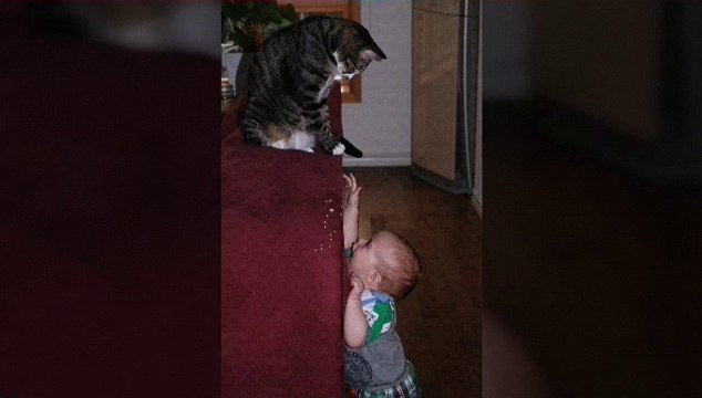 Cats are teasing babies part 1