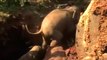 Rescatan a dos elefantes bebés en Sri Lanka después de pasar varias horas atrapados