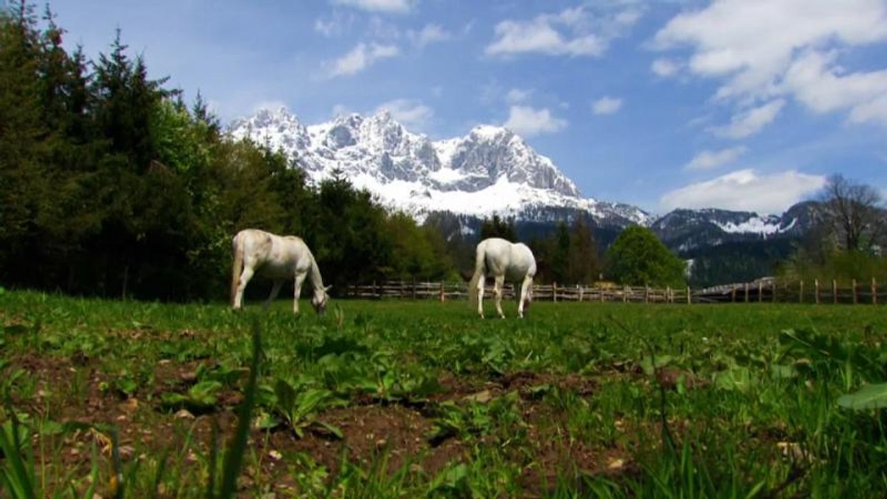 Die Lipizzaner - Österreicher oder Slowenen?
