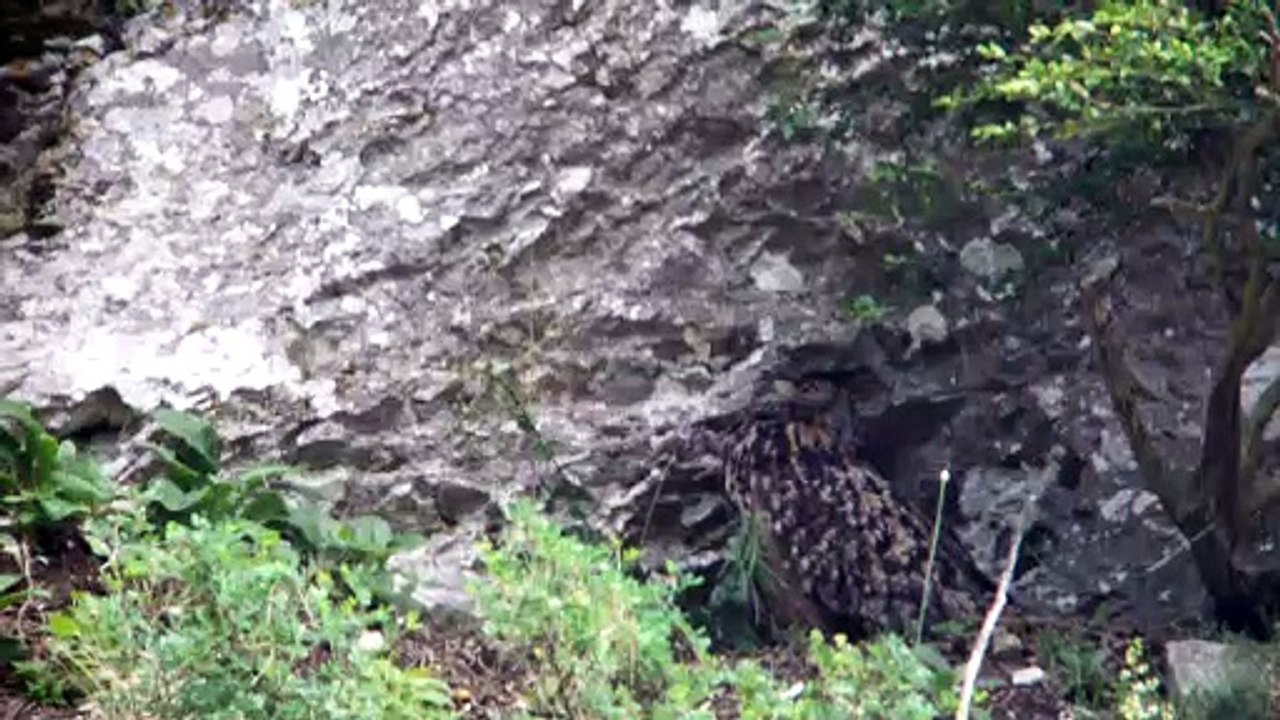 uhu - eagle owl - gd-duc