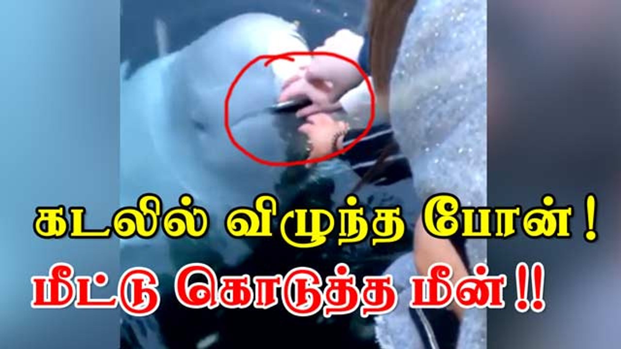 கடலில் விழுந்த போன் !  மீட்டு கொடுத்த மீன் !!