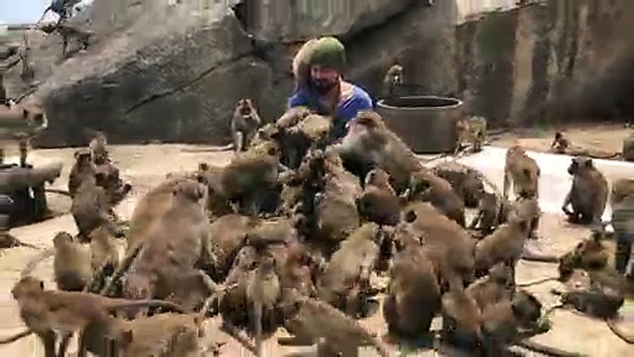 Tourist overwhelmed as dozens of wild monkeys swarm around him