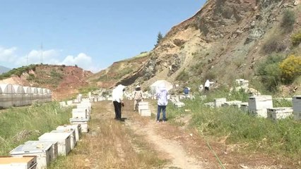 Narenciye Balının Hasadı Başladı