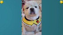 Cute Dog videos  - Cute and Funny Dog Moments Compilation #4