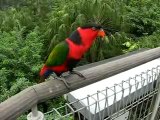 Talking Parrots Video