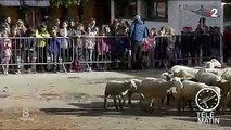 Isère : des moutons inscrits à l'école pour éviter une fermeture de classe