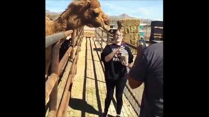 Un chameau tente de manger la tête de cette touriste